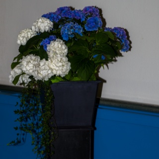 Hortensiengesteck, weiß-blau